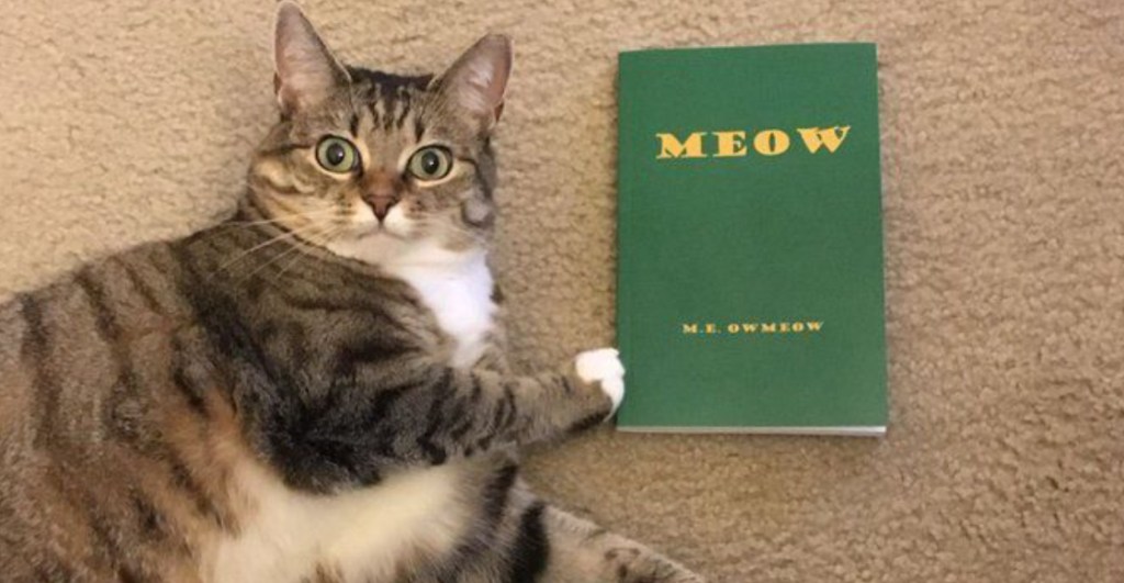 Meow: El libro para gatos escrito por... ¿un gato?