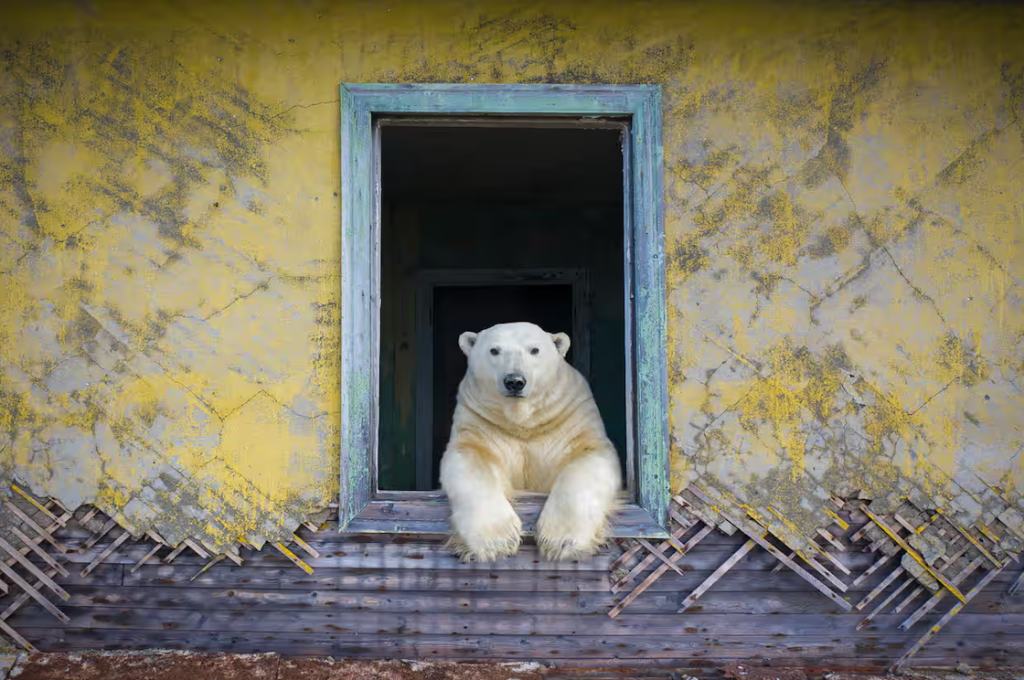 Osos polares viven en estación meteorológica rusa abandonada.