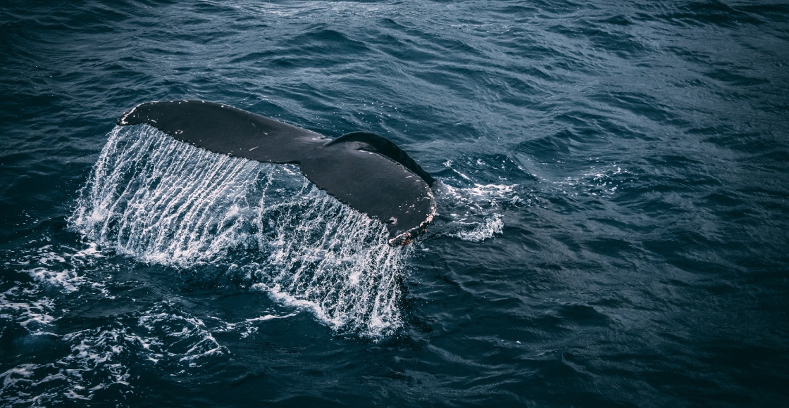 Así se veía la ballena colosal prehistórica de más de 300 toneladas