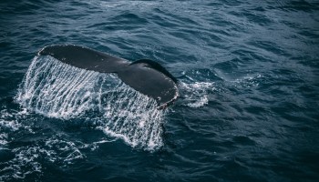 Así se veía la ballena colosal prehistórica de más de 300 toneladas