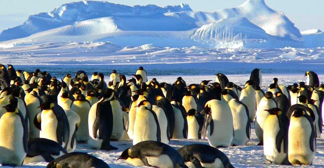 Tragedia climática: No sobrevivieron polluelos de las colonias de pingüinos