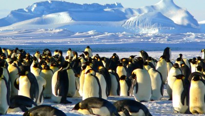 Tragedia climática: No sobrevivieron polluelos de las colonias de pingüinos