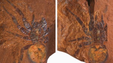 ¿De verdad el fósil araña que encontraron en Australia es gigante?