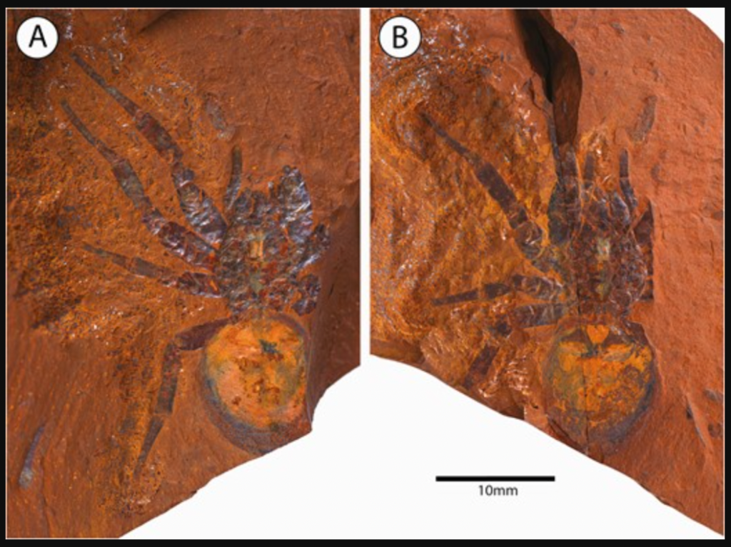¿De verdad el fósil araña que encontraron en Australia es gigante?