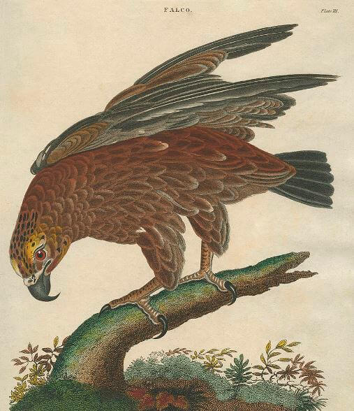Pequeño atlas de águilas mexicanas