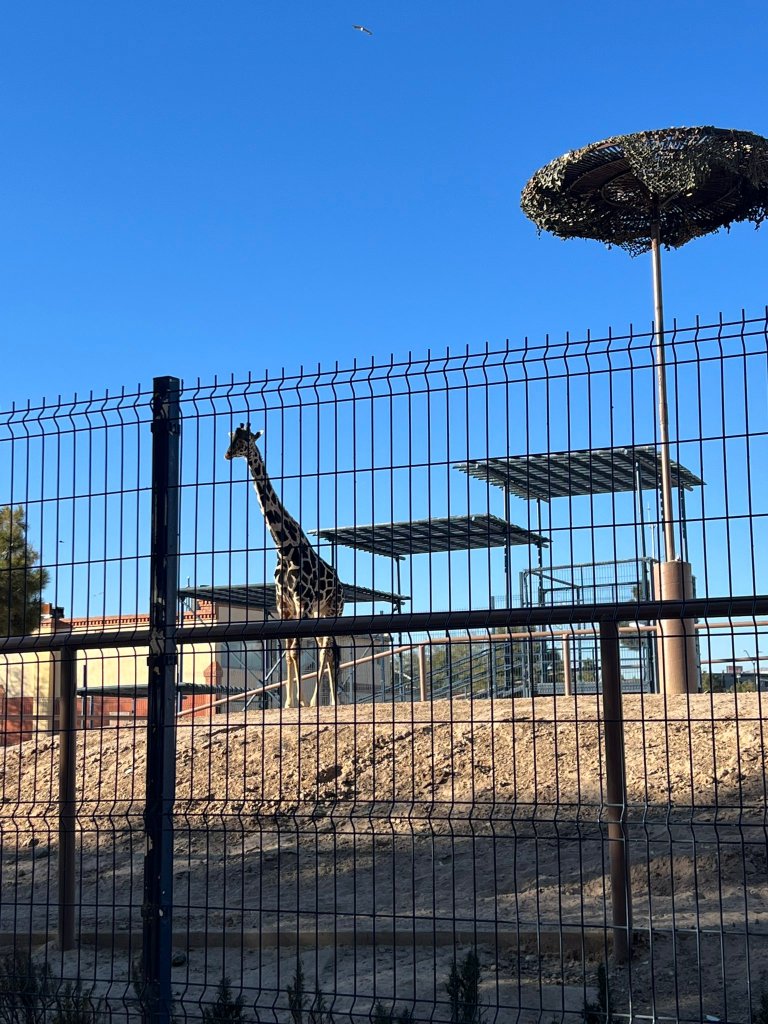 Salvando la vida a la jirafa Benito en Ciudad Juárez