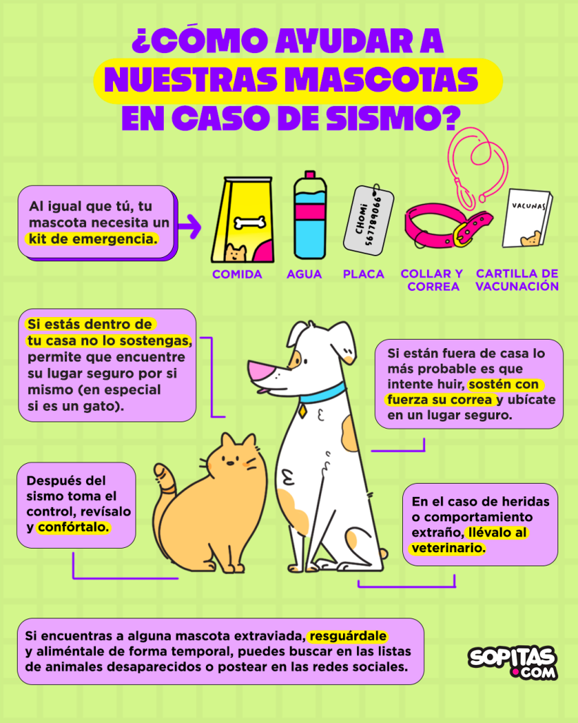 8 cosas que debes poner en la mochila de emergencia de tu mascota