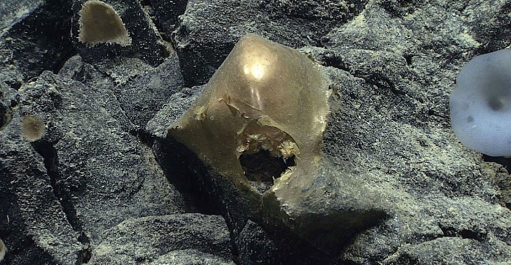 El misterio del huevo dorado encontrado en el fondo del mar de Alaska
