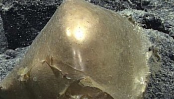 El misterio del huevo dorado encontrado en el fondo del mar de Alaska