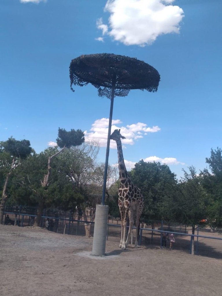 Salvando la vida a la jirafa Benito en Ciudad Juárez