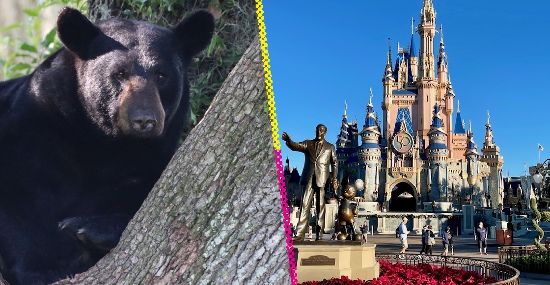 Un oso salvaje se metió a Walt Disney World y armó el caos en el parque