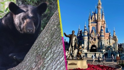 Un oso salvaje se metió a Walt Disney World y armó el caos en el parque