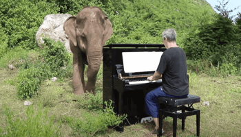 Paul Burton el pianista de elefantes,