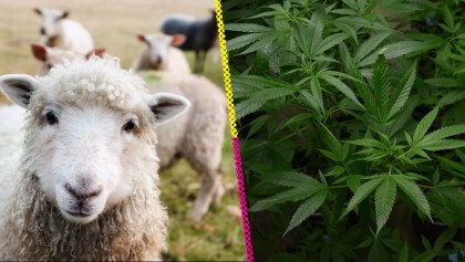 Rebaño de ovejas se comió una plantación de marihuana en Grecia