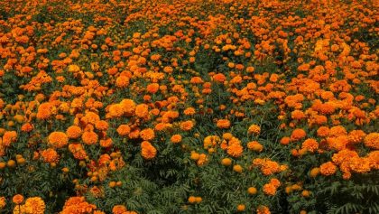 5 tips para reciclar y darle una segunda vida a las flores de cempasúchil