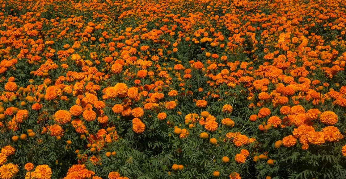 5 tips para reciclar y darle una segunda vida a las flores de cempasúchil