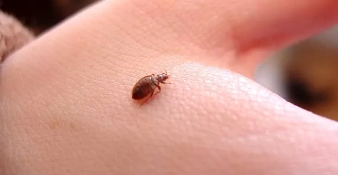 Secretaría de Salud de CDMX aclara que no hay alerta por chinches