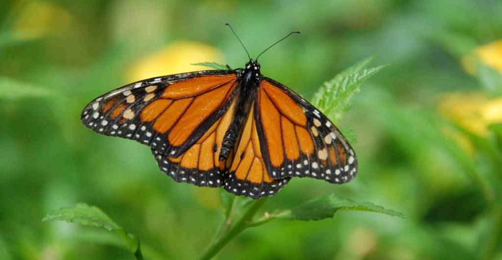 ¿La mariposa monarca ya no está en peligro de extinción? Acá te contamos