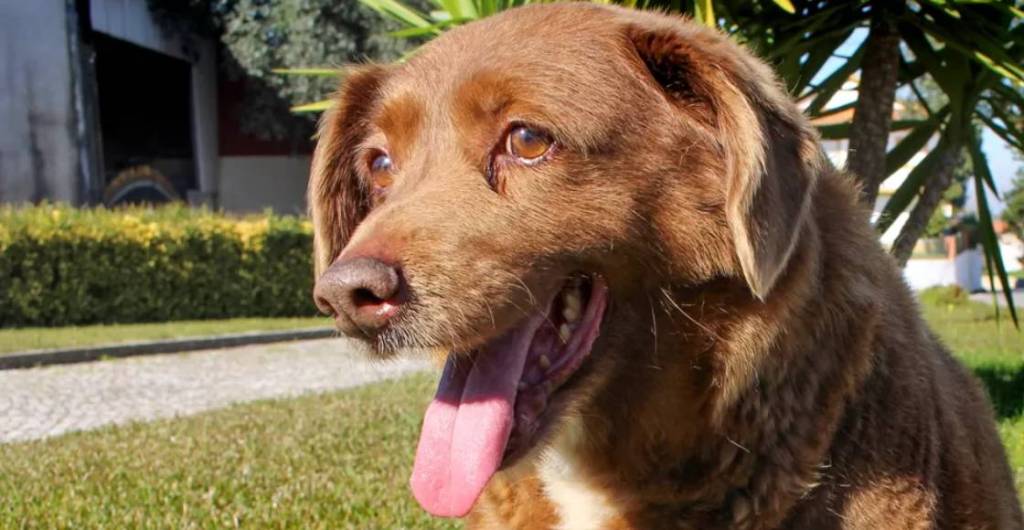 Murió a los 31 años Bobi, el perrito más viejo de la historia