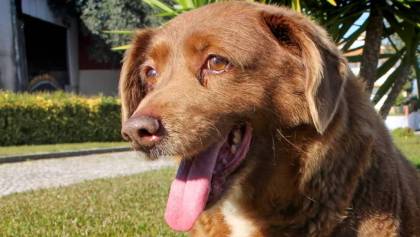 Murió a los 31 años Bobi, el perrito más viejo de la historia