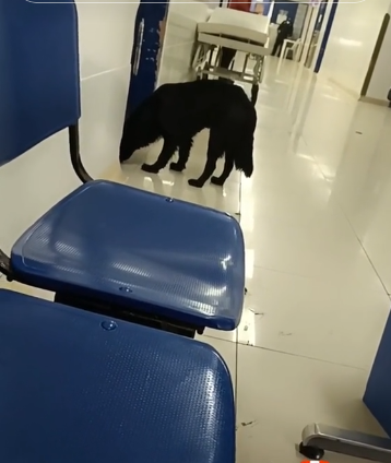 Hombre desahuciado que pedía un hogar para su perrito escapó del hospital y lo dejó