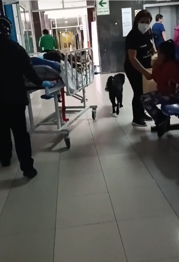 Hombre desahuciado que pedía un hogar para su perrito escapó del hospital y lo dejó