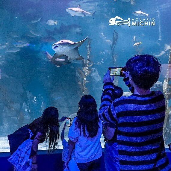 Así es Michin, el nuevo acuario de la CDMX que será el más grande de ...