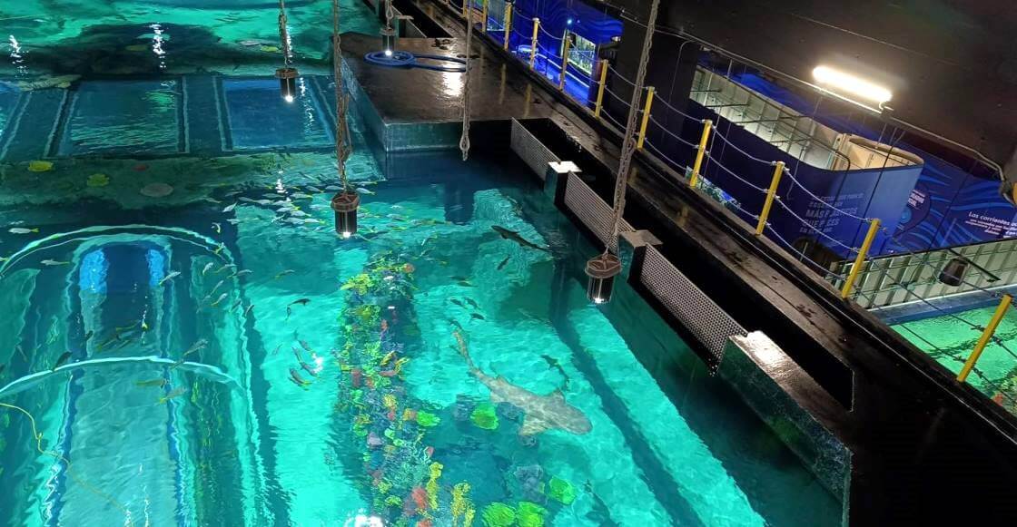 Así es Michin, el nuevo acuario de la CDMX que será el más grande de ...