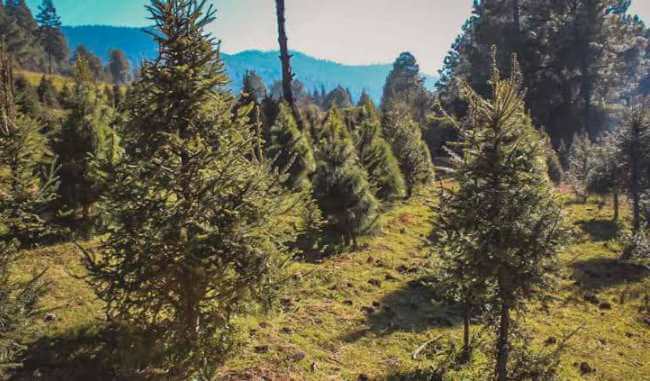 Amecameca, el famoso Bosque de los Árboles de Navidad