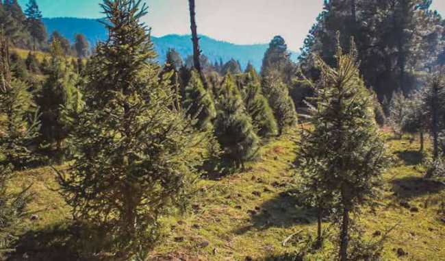 Así es el famoso bosque de los árboles de Navidad en la CDMX en Amecameca