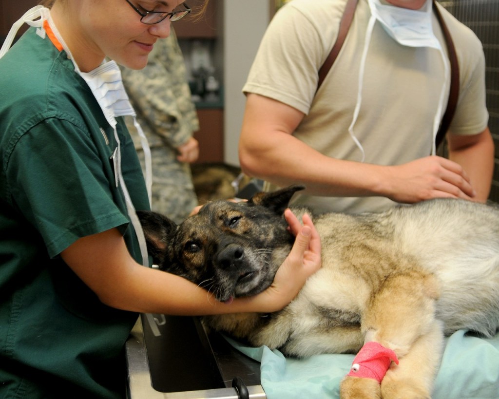 Enfermedad "rara" circula entre perros y los afecta en sólo 24 horas