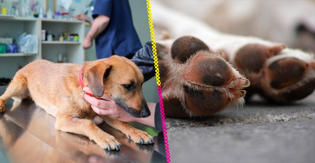 Enfermedad "rara" circula entre perros y los afecta en sólo 24 horas