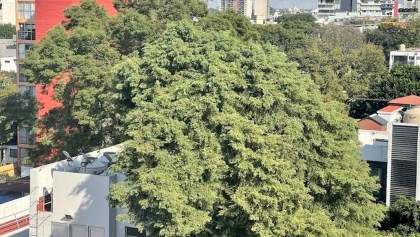 Eugenio, el árbol de 150 años que quieren talar para hacer departamentos en la Del Valle