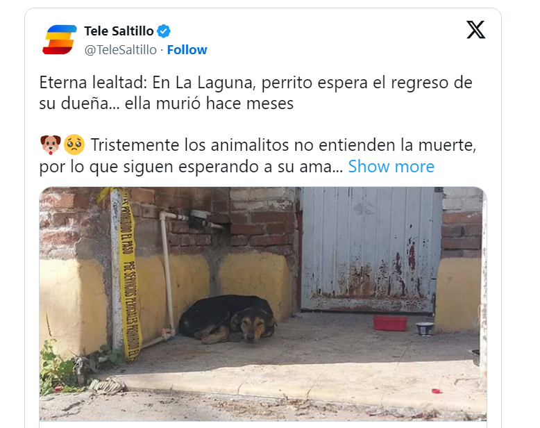 Hachiko mexicano: Perrito espera a su dueña en casa meses después de su muerte