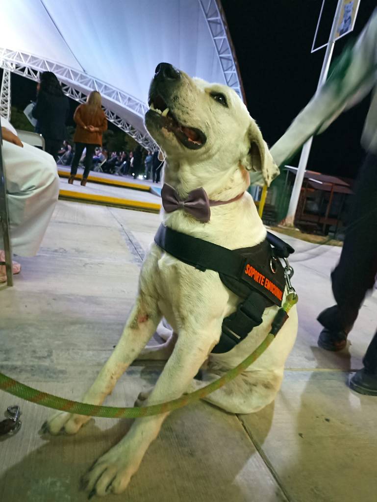 Justicia Para Ingeniero: Mataron a un perrito adoptado en la UTT de Tehuacán