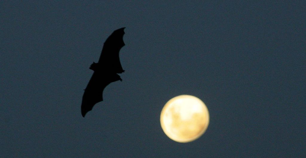 ¿Cómo se reproducen los murciélagos? El misterio se resuelve