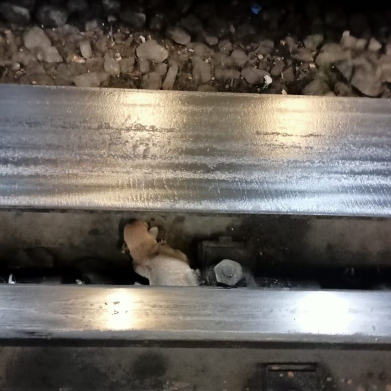 Un usuario soltó a un cahorro en las vías del Metro