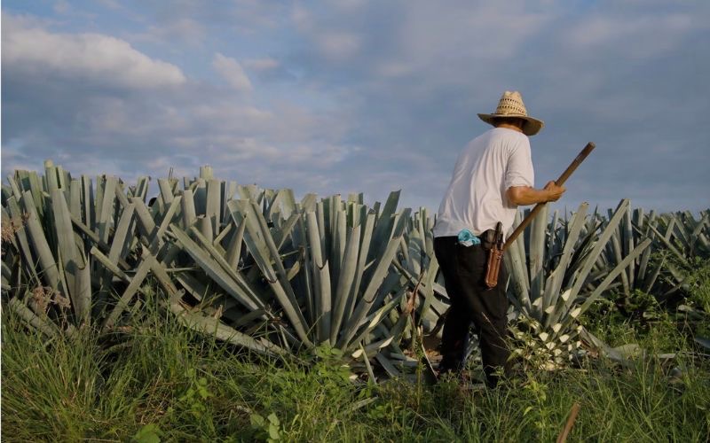 viaje a mexico para visitar las destilerias de tequila