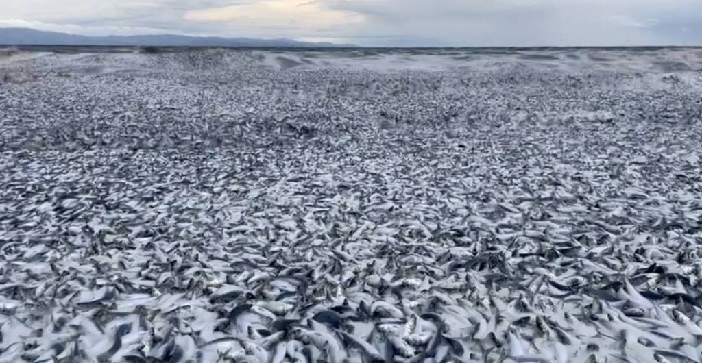 Miles de peces muertos aparecieron en la costa norte de Japón
