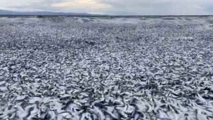 Miles de peces muertos aparecieron en la costa norte de Japón
