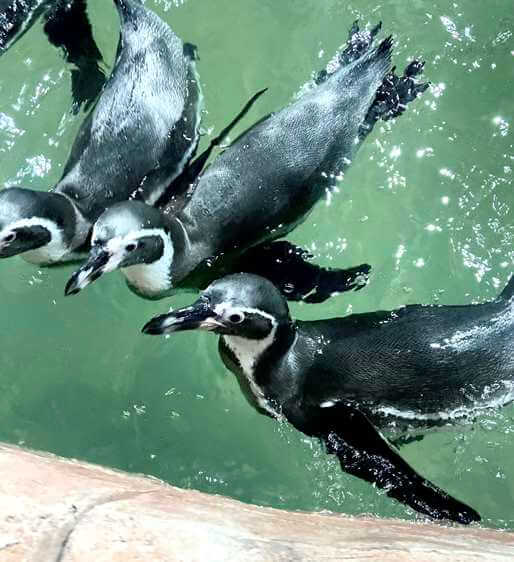 Pingüinos en la Ciudad de México