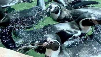Pingüinos en la Ciudad de México
