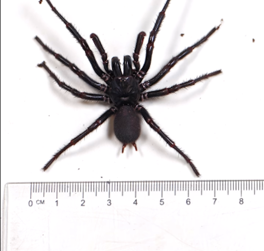 Encuentran la araña más grande y venenosa