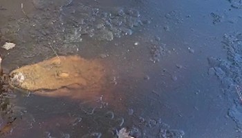Congelados pero respirando: Vean los videos de los caimanes sobreviviendo al frío extremo en Estados Unidos