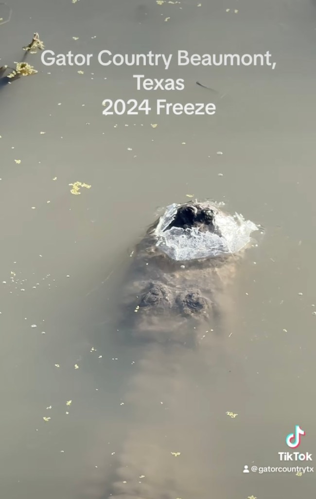 Congelados pero respirando: Vean los videos de los caimanes sobreviviendo al frío extremo en Estados Unidos