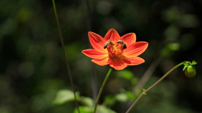 Razones para visitar el Jardín Botánico de la UNAM