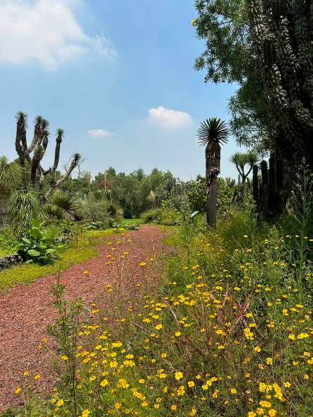 Razones para visitar el Jardín Botánico de la UNAM