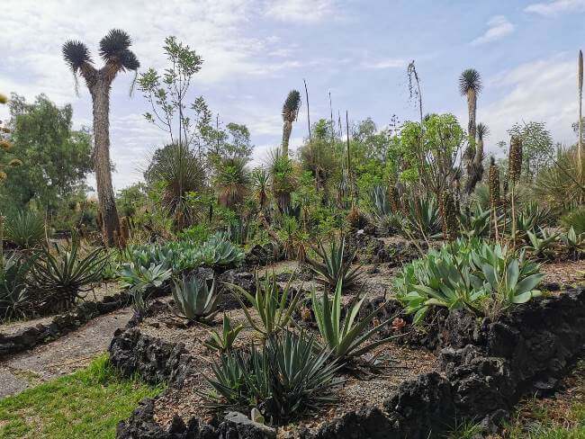 Razones para visitar el Jardín Botánico de la UNAM