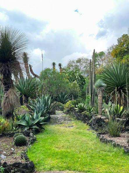 Razones para visitar el Jardín Botánico de la UNAM