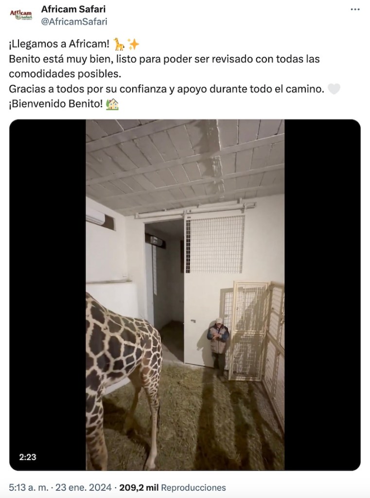 ¡Por fin! La jirafa Benito llega a Puebla… y los cabos sueltos de Profepa y el gobierno de Chihuahua